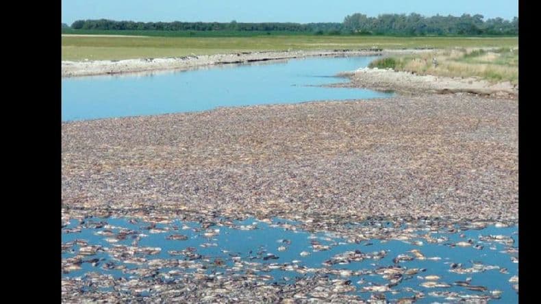 Alerta por la gran mortandad de peces en la laguna El Carpincho de Junín