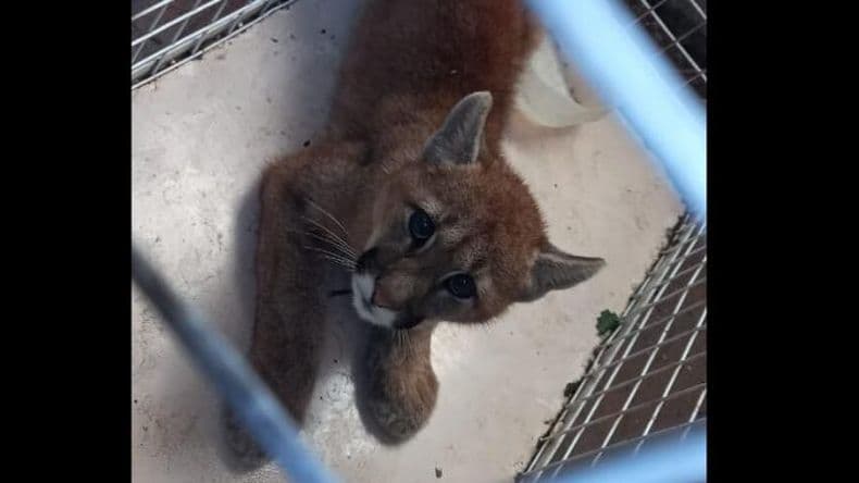 Atrapan a un puma en el centro de una ciudad bonaerense