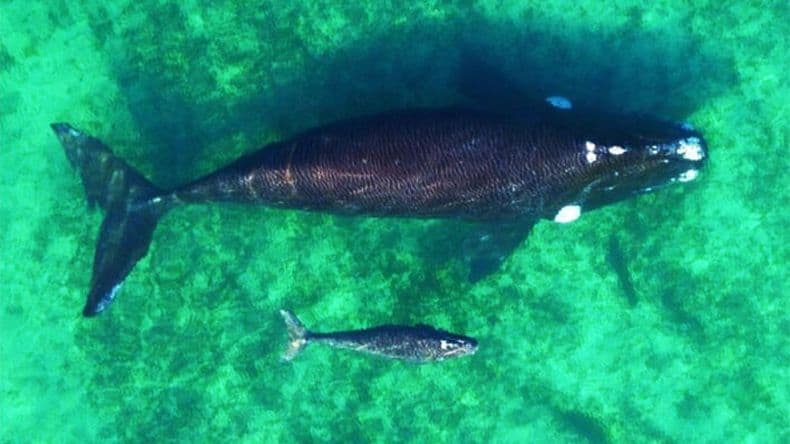 La ballena franca austral empieza a asomarse en Puerto Madryn