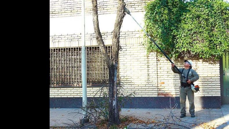 Mantenimiento del arbolado público en nuestra ciudad