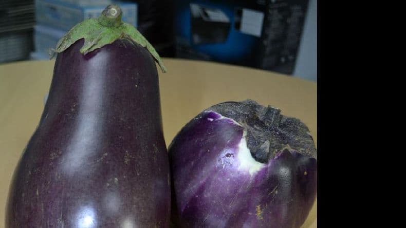Cosechan berenjenas de más de un kilogramo