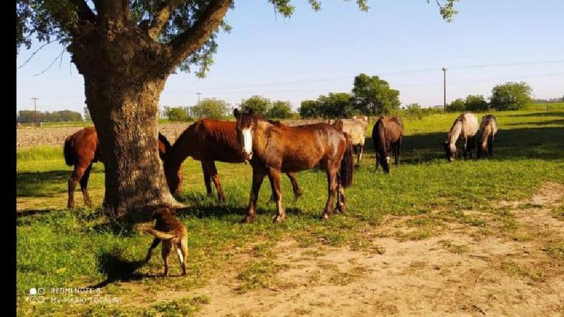 Tenencia responsable de los caballos: advirtieron sobre nuevas normativas