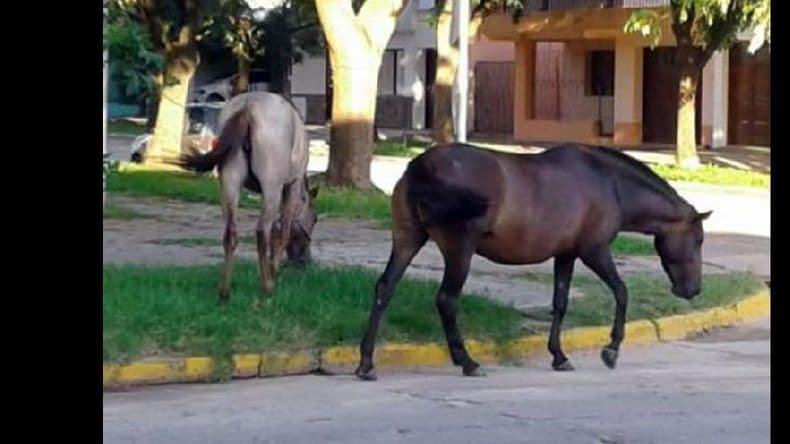 Pasan los años y la escena se repite: caballos sueltos, la historia sin fin