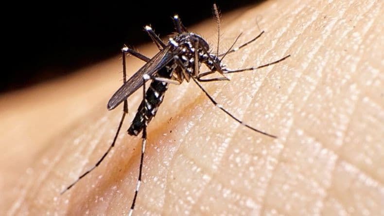 Cinco casos de dengue en cuatro meses: Salud intensifica la vigilancia