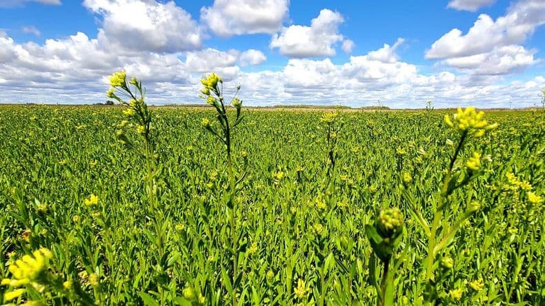 Chacraservicios renueva su compromiso en una nueva campaña de Camelina