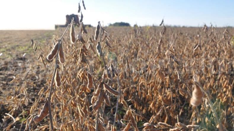 Soja 2020/2021: la cosecha más baja de los últimos 10 años en la región