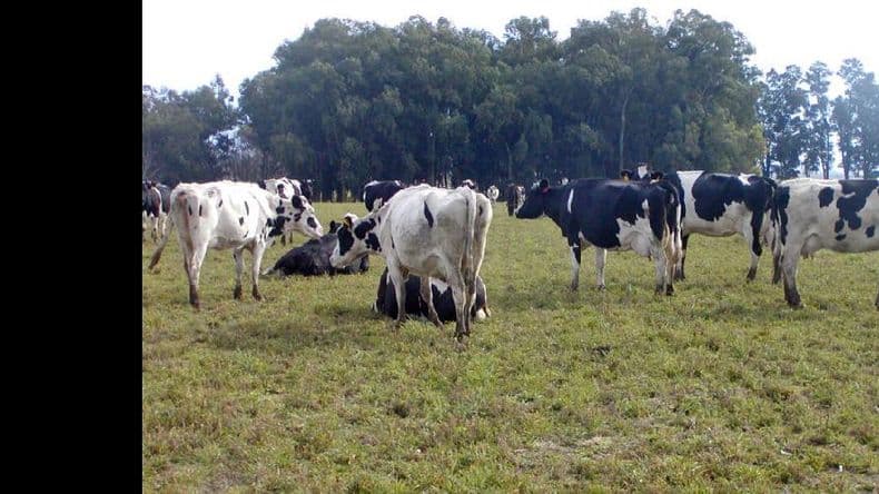 Realizan reuniones para armar el sector lechero de AgroActiva