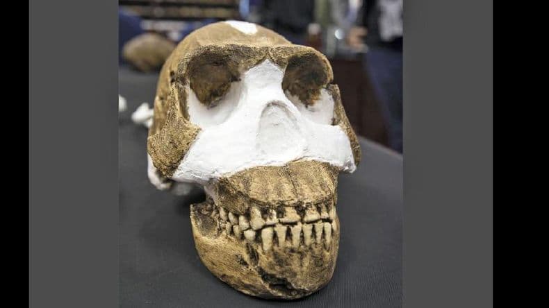 Descubren en Sudáfrica un nuevo primo lejano del hombre