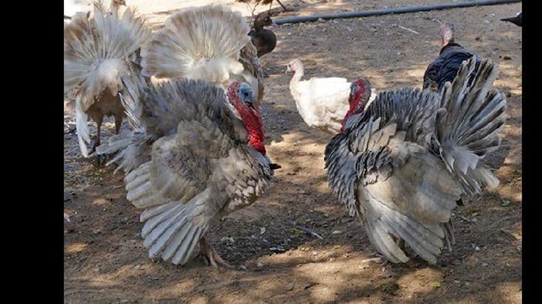 Cría de pavos, una alternativa importante por su diversidad