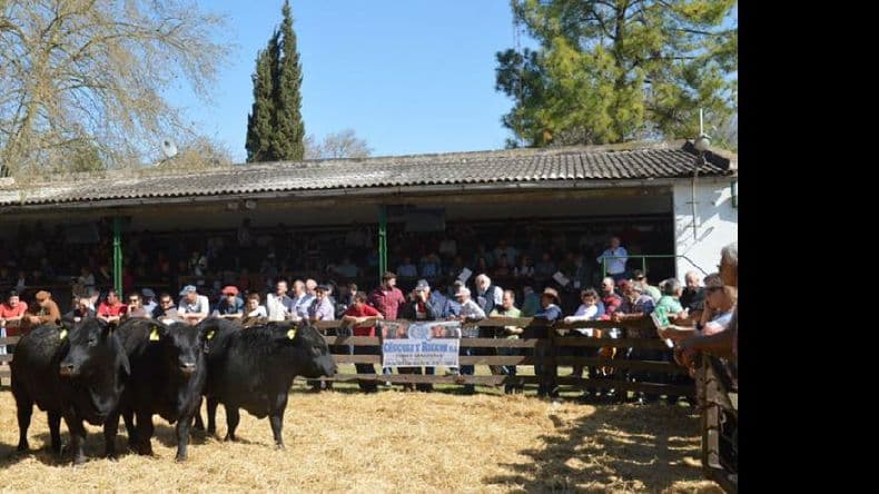 La Sociedad Rural de Pergamino organiza un remate virtual de bovinos