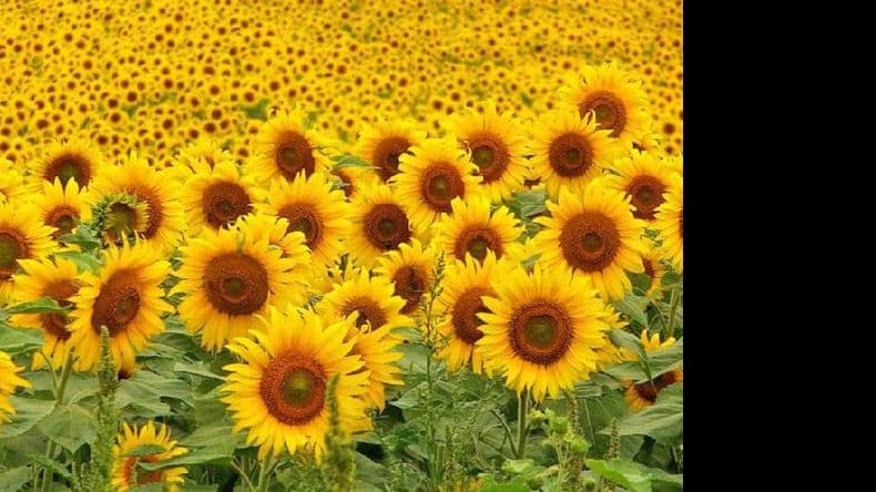 Girasol: ajustes necesarios para ganar mercados