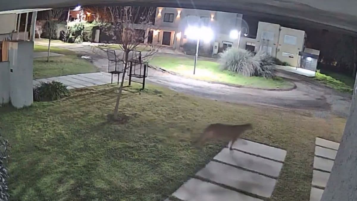 Alarma en Capitán Sarmiento: apareció un puma suelto en un barrio residencial