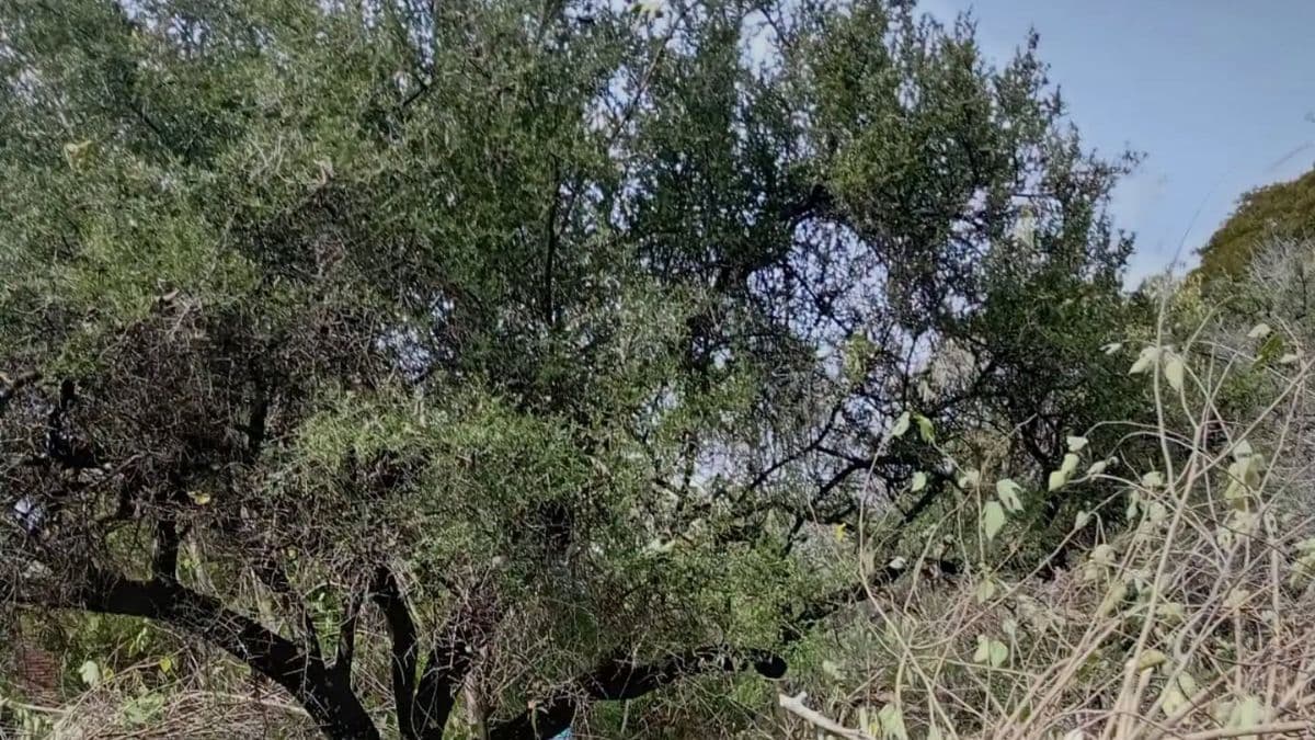 San Pedro: prueban nuevas técnicas para controlar plantas invasoras en la reserva de Vuelta de Obligado