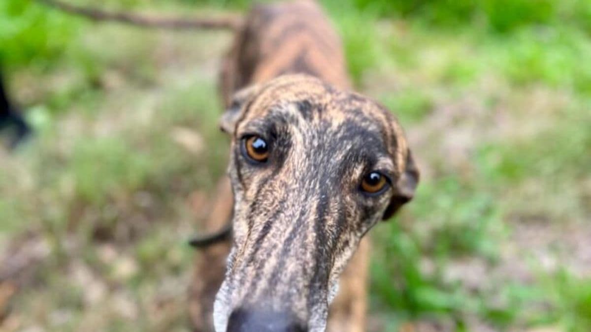 Histórico fallo en San Antonio de Areco: entregan en custodia judicial a dos galgos rescatados de la caza