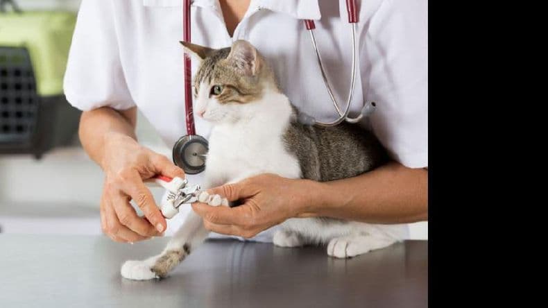 Investigan si los animales domésticos pueden contagiarse y transmitir el coronavirus