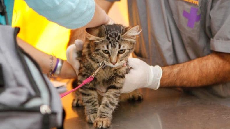 ¿Cuáles serán las veterinarias de guardia en los próximos fines de semana?