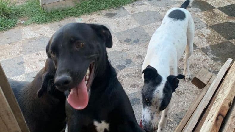 "Rescataditos" estuvo al borde del colapso pero pudo resurgir