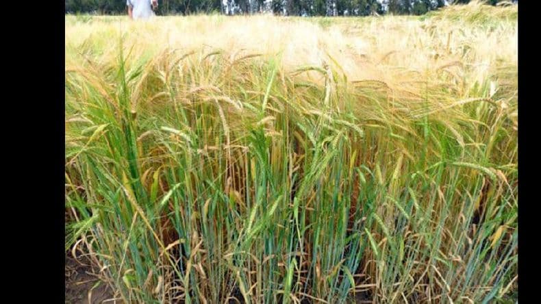 Silera Inta: una cebada que produce forraje de calidad