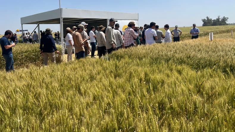 Don Mario Más presentó los máximos rendimientos de las variedades de trigo del semillero de Chacabuco