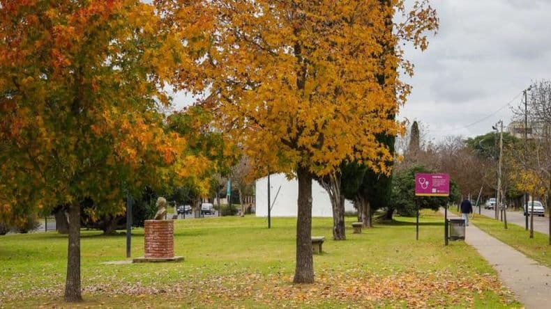 Cada vez mayor compromiso municipal y ciudadano para preservar el arbolado