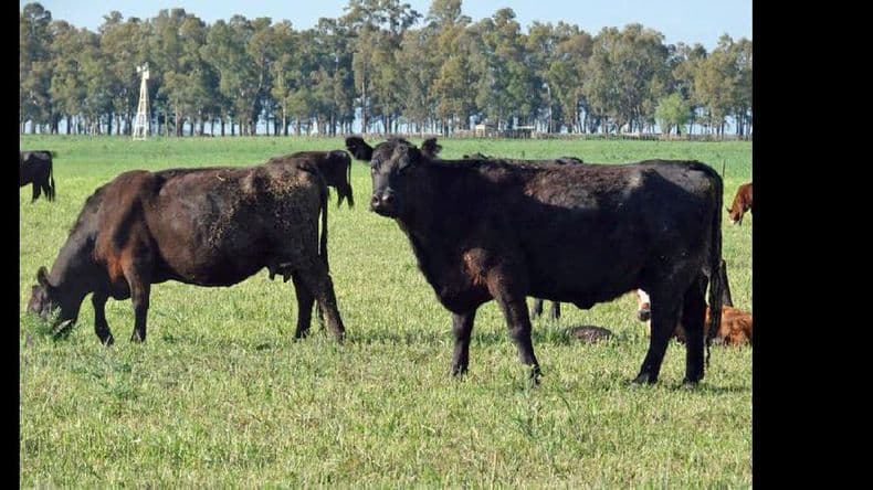 Las empresas agropecuarias están más optimistas para realizar inversiones