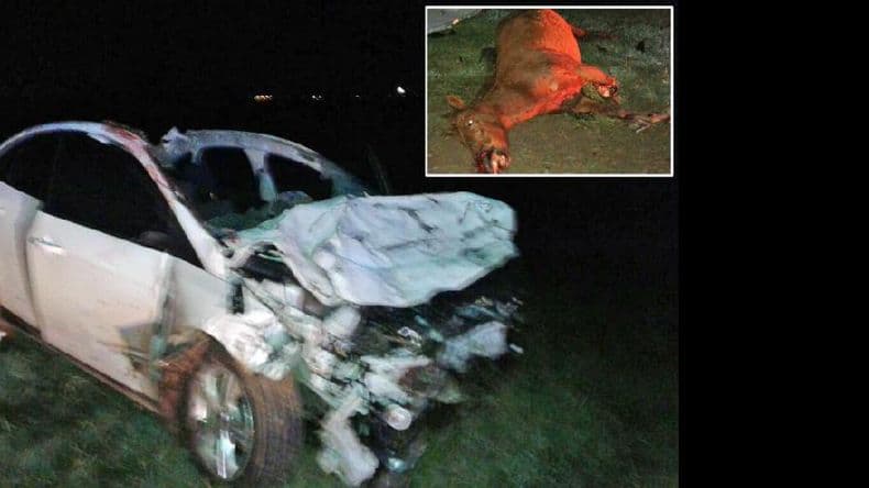 Un accidente anunciado: dos caballos provocaron un choque en la ruta 178