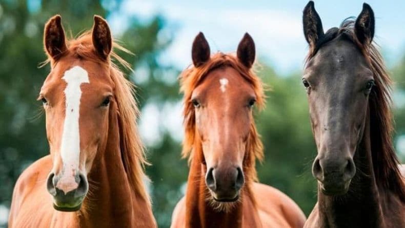 Pergamino, entre los distritos con encefalitis equina en provincia de Buenos Aires