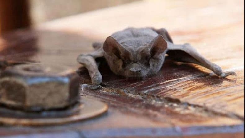 Detectaron un murciélago con rabia e intensificaron la campaña de vacunación