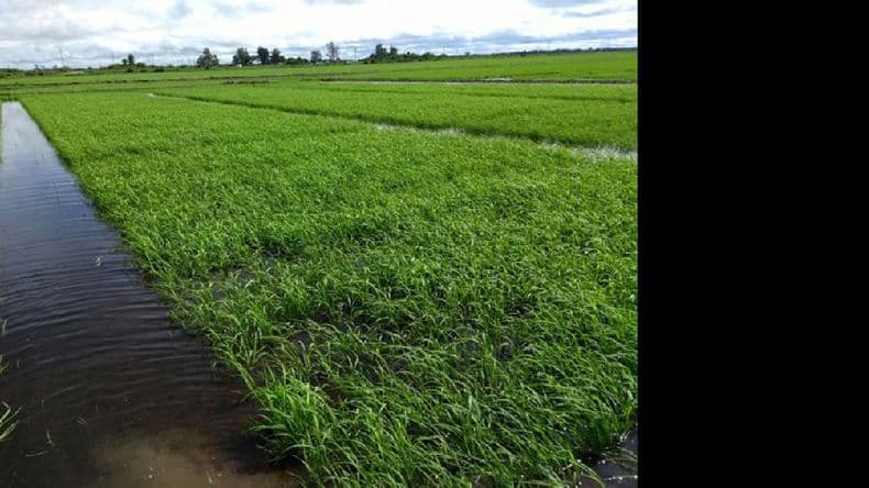 Presentaron el primer curasemilla biológico para arroz