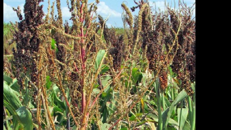 Confirman que el Amaranthus palmeri es resistente al glifosato
