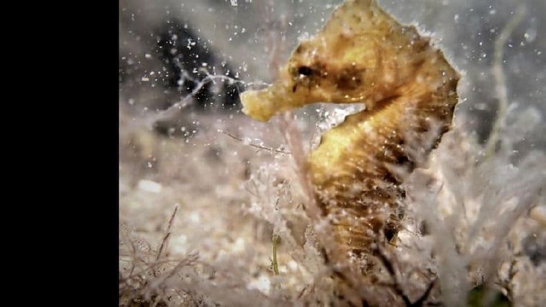El caballito de mar que habita en aguas patagónicas está en peligro de extinción