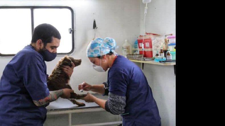Vacunación contra la rabia