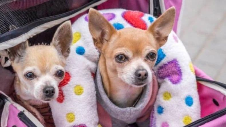 Veterinarios advirtieron sobre las tendencias que tienden a "humanizar" a perros y gatos