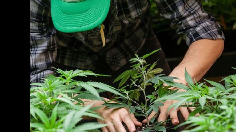 Luz verde al proyecto de cultivo de cannabis con fines de investigación