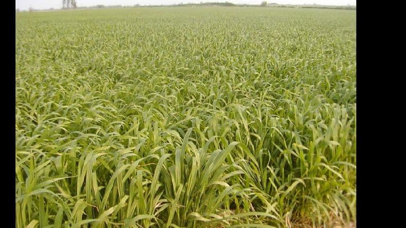 Comenzó la campaña gruesa con menos maíz de los últimos 10 años