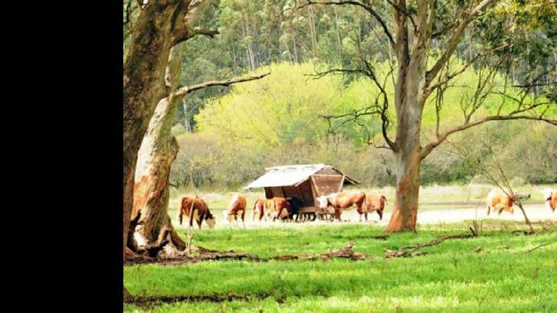 Ganadería intensiva: producir para favorecer el bienestar y bajo impacto ambiental