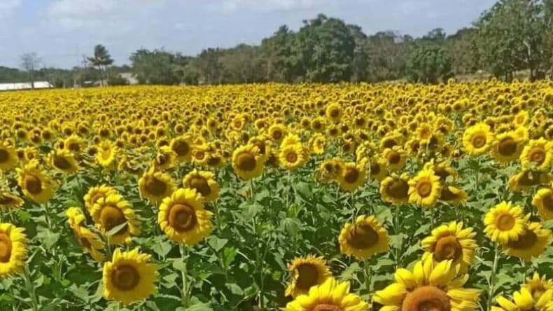 El girasol reconquista el norte bonaerense