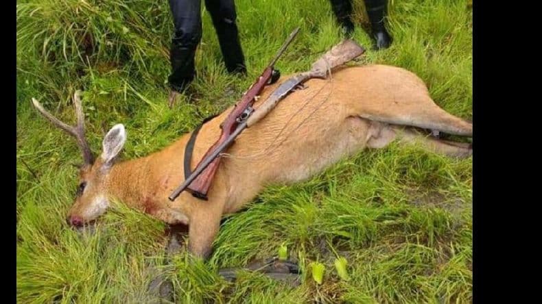 Investigan a un hombre por matar un ciervo de los pantanos y publicar la foto en sus redes