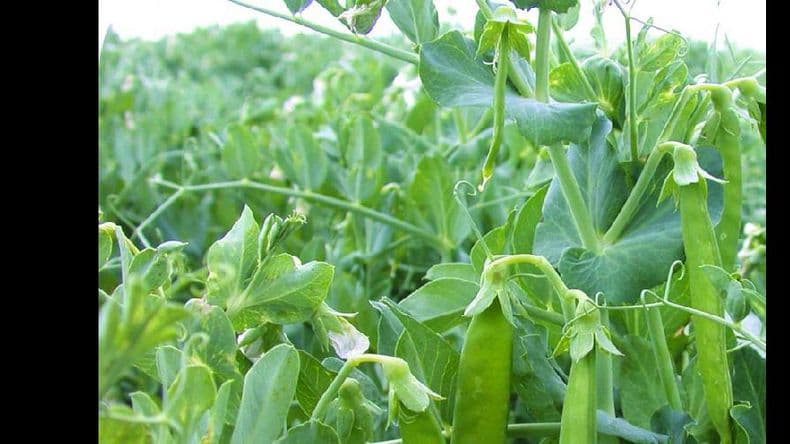 Productores deben informar sobre los cultivos de invierno