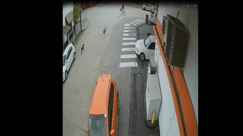 Insólito accidente: iba en bicicleta y la embistió un ñandú