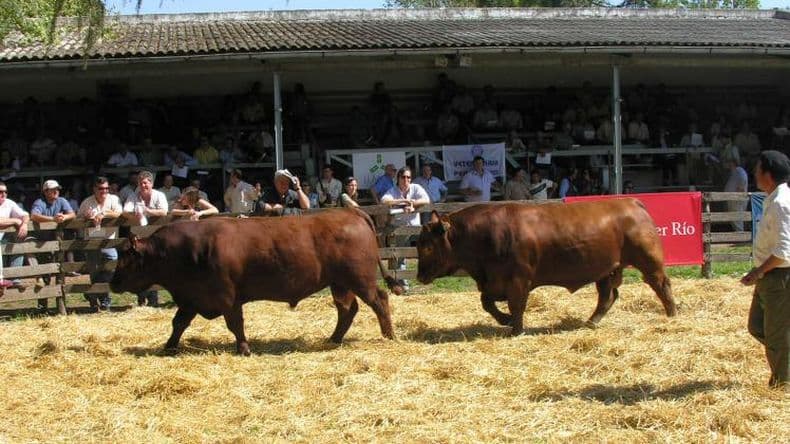 Las cabañas "De Buena Clase", abocadas a su remate de reproductores de genética
