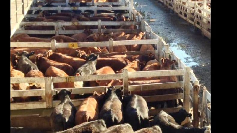 Actividad en el Mercado Regional de Hacienda