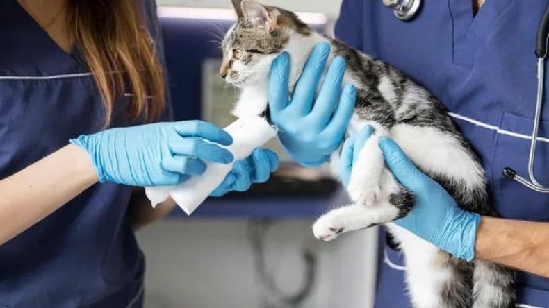 Guardia de Veterinarias privadas: ¿Cuál es el cronograma de mayo?