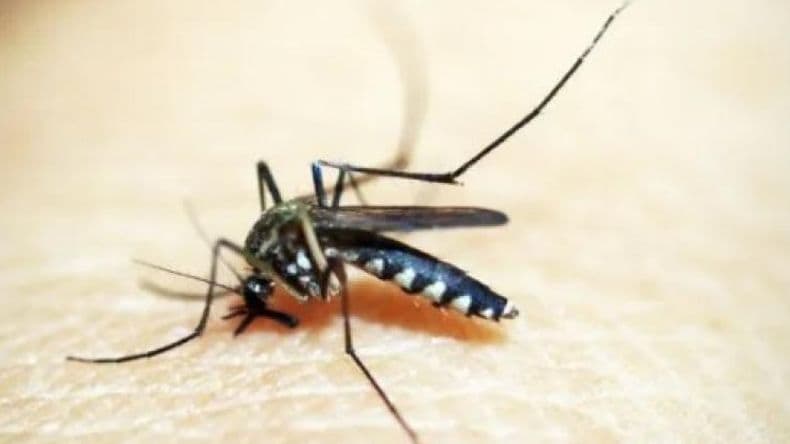 Pergamino, entre las ciudades bonaerenses con casos positivos de chikungunya