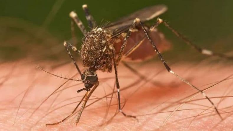 Confirmaron un nuevo caso de fiebre chikungunya en la provincia de Buenos Aires