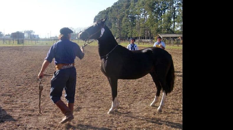 Con excelente calidad de animales finalizó la Exposición de Caballos Criollos