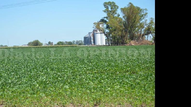 Casi toda la provincia de Buenos Aires, en jaque por la sequía