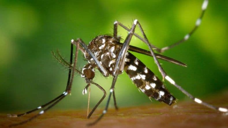 Dengue en la provincia: confirman otro caso con antecedente de viaje pero aún no hay brotes