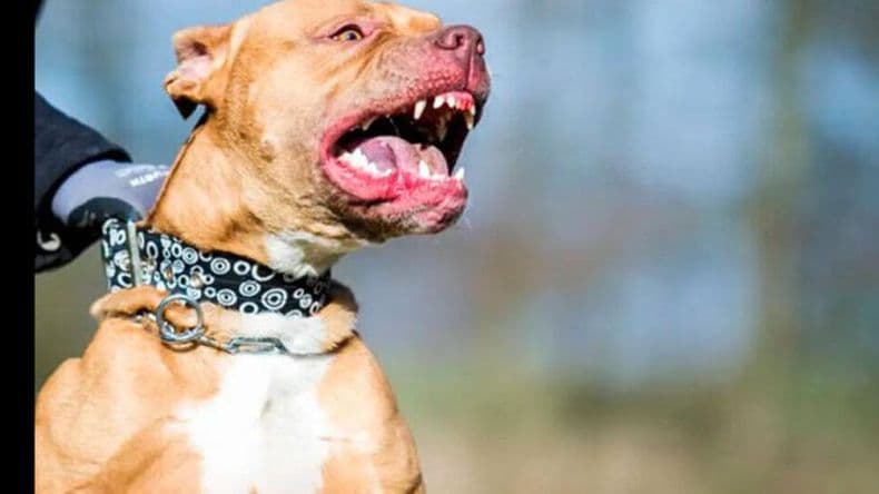 Más no podía pasar: tiros, intento de suicidio y un perro atacó a los policías