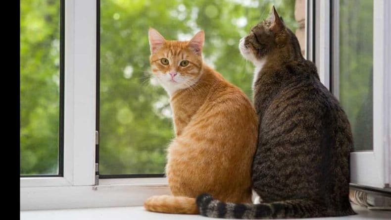 Una mujer acumulaba gatos, los almacenaba en el freezer y los cocinaba